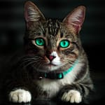Feature image